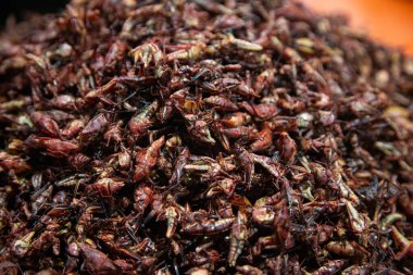 Chapulines, Oaxaca bölgesinde Meksika mutfağında kullanılan yenilebilir böceklerdir..