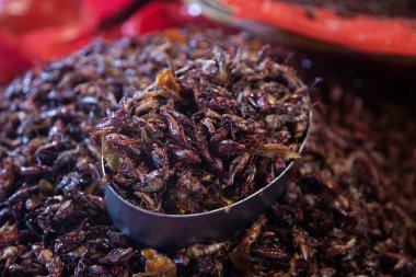 Chapulines, Oaxaca bölgesinde Meksika mutfağında kullanılan yenilebilir böceklerdir..