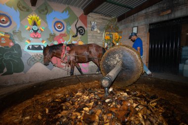 Oaxaca, Meksika; 1 Ocak 2025: Maguey geleneksel olarak Mezcal 'ın üretiminde kullanılan ananasın suyunu ve şekerini çıkarmak için taş değirmenleri ve hayvanlar kullanılarak ezilir..