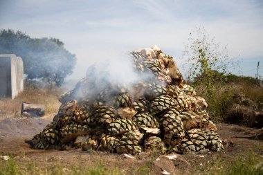 Oaxaca 'nın orta vadisinde mezcal üretimi için geleneksel yemek pişirme biçimi..