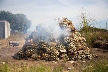 Traditional form of cooking maguey agave for the production of mezcal in the central valley of Oaxaca. clipart