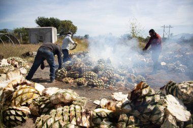 Oaxaca, Mexico 1st January 2025: Traditional process of cooking maguey agave for the production of mezcal in the central valley of Oaxaca. clipart