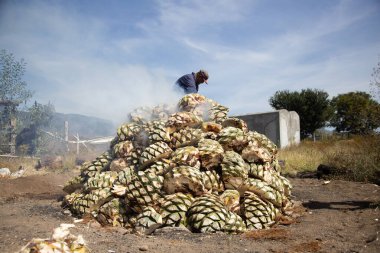 Oaxaca, Mexico 1st January 2025: Traditional process of cooking maguey agave for the production of mezcal in the central valley of Oaxaca. clipart