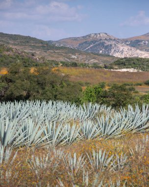Meksika 'nın Oaxaca Vadisi' nde organik mezcal üretim için agave fabrikaları..
