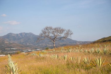 Meksika 'nın Oaxaca Vadisi' nde organik mezcal üretim için agave fabrikaları..
