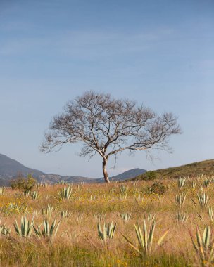 Meksika 'nın Oaxaca Vadisi' nde organik mezcal üretim için agave fabrikaları..