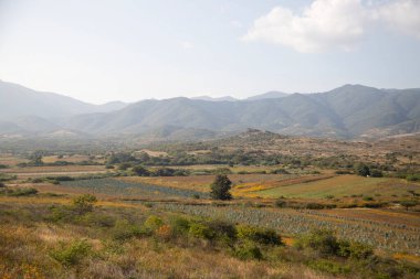 Meksika 'nın Oaxaca Vadisi' nde organik mezcal üretim için agave fabrikaları..