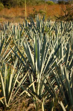 Meksika 'nın Oaxaca Vadisi' nde organik mezcal üretim için agave fabrikaları..