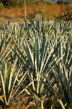 Fields of agave plants for organic mezcal production in the Oaxaca Valley of Mexico. clipart