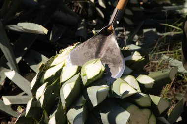 La jima yapraklarını budayıp kökünü çıkararak Oaxaca, Meksika 'da işleme hazır hale getirme ve mezcal yapma işlemidir..