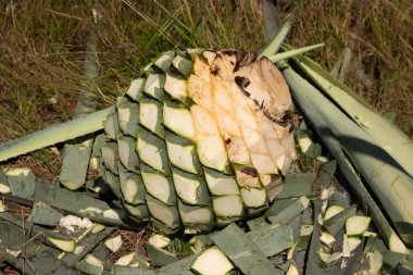 La jima is the process of pruning the agave by cutting its leaves and extracting its root to leave it clean and ready for processing and making mezcal in Oaxaca, Mexico. clipart