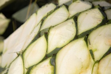 La jima yapraklarını budayıp kökünü çıkararak Oaxaca, Meksika 'da işleme hazır hale getirme ve mezcal yapma işlemidir..