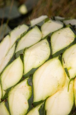 La jima yapraklarını budayıp kökünü çıkararak Oaxaca, Meksika 'da işleme hazır hale getirme ve mezcal yapma işlemidir..