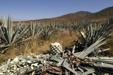La jima yapraklarını budayıp kökünü çıkararak Oaxaca, Meksika 'da işleme hazır hale getirme ve mezcal yapma işlemidir..