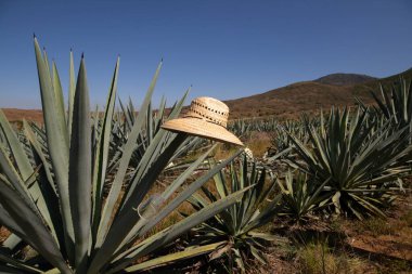 La jima yapraklarını budayıp kökünü çıkararak Oaxaca, Meksika 'da işleme hazır hale getirme ve mezcal yapma işlemidir..