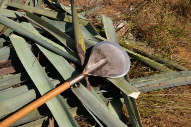 La jima is the process of pruning the agave by cutting its leaves and extracting its root to leave it clean and ready for processing and making mezcal in Oaxaca, Mexico. clipart