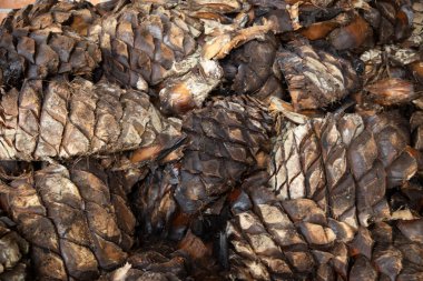 Meksika, Oaxaca 'da Mezcal Palenque' de pişirilmiş Maguey ananasları..