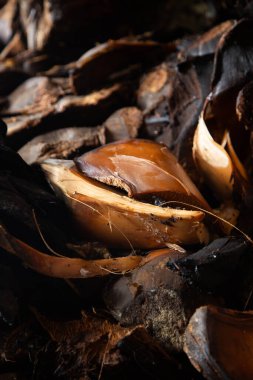 Meksika, Oaxaca 'da Mezcal Palenque' de pişirilmiş Maguey ananasları..
