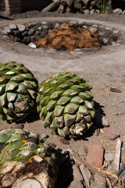 Maguey pineapples at an artisanal Mezcal palenque production factory in Oaxaca, Mexico. clipart