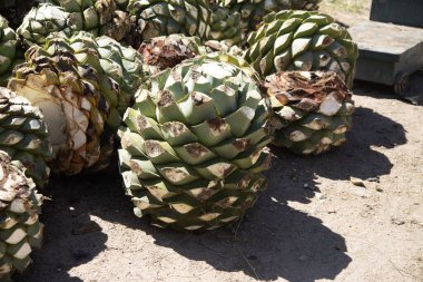 Maguey pineapples at an artisanal Mezcal palenque production factory in Oaxaca, Mexico. clipart