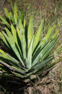 Meksika 'daki Oaxaca Vadisi' nde mezcal üretimi için organik bir fidanlıkta bulunan vahşi agave maguey cuishe (Agave karwinskii) bitkileri.