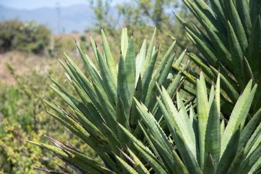 Meksika 'daki Oaxaca Vadisi' nde mezcal üretimi için organik bir fidanlıkta bulunan vahşi agave maguey cuishe (Agave karwinskii) bitkileri.
