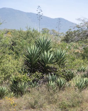Meksika 'daki Oaxaca Vadisi' nde mezcal üretimi için organik bir fidanlıkta bulunan vahşi agave maguey cuishe (Agave karwinskii) bitkileri.
