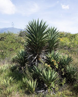 Meksika 'daki Oaxaca Vadisi' nde mezcal üretimi için organik bir fidanlıkta bulunan vahşi agave maguey cuishe (Agave karwinskii) bitkileri.