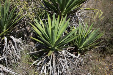 Meksika 'daki Oaxaca Vadisi' nde mezcal üretimi için organik bir fidanlıkta bulunan vahşi agave maguey cuishe (Agave karwinskii) bitkileri.