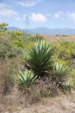 Meksika 'daki Oaxaca Vadisi' nde mezcal üretimi için organik bir fidanlıkta bulunan vahşi agave maguey cuishe (Agave karwinskii) bitkileri.