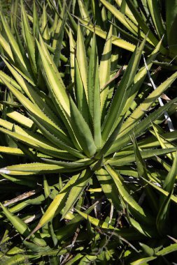 Meksika 'daki Oaxaca Vadisi' nde mezcal üretimi için organik bir fidanlıkta bulunan vahşi agave maguey cuishe (Agave karwinskii) bitkileri.