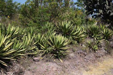 Vahşi maguey jabali (Agave Convallis) Meksika 'daki Oaxaca Vadisi' ndeki mezcal üretimi için organik bir tarlada bitki yetiştirir..