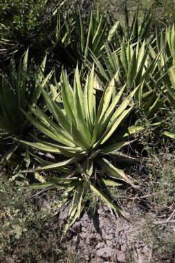 Vahşi maguey jabali (Agave Convallis) Meksika 'daki Oaxaca Vadisi' ndeki mezcal üretimi için organik bir tarlada bitki yetiştirir..