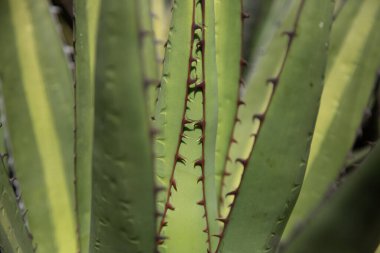 Vahşi maguey jabali (Agave Convallis) Meksika 'daki Oaxaca Vadisi' ndeki mezcal üretimi için organik bir tarlada bitki yetiştirir..