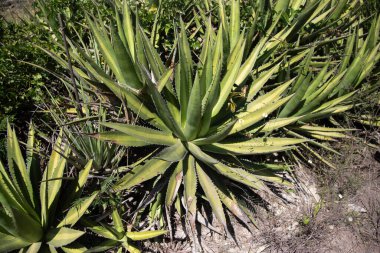 Vahşi maguey jabali (Agave Convallis) Meksika 'daki Oaxaca Vadisi' ndeki mezcal üretimi için organik bir tarlada bitki yetiştirir..