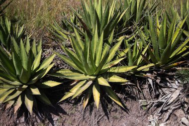 Vahşi maguey jabali (Agave Convallis) Meksika 'daki Oaxaca Vadisi' ndeki mezcal üretimi için organik bir tarlada bitki yetiştirir..