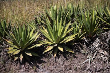 Vahşi maguey jabali (Agave Convallis) Meksika 'daki Oaxaca Vadisi' ndeki mezcal üretimi için organik bir tarlada bitki yetiştirir..