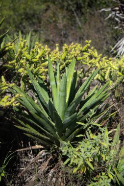 Vahşi maguey jabali (Agave Convallis) Meksika 'daki Oaxaca Vadisi' ndeki mezcal üretimi için organik bir tarlada bitki yetiştirir..