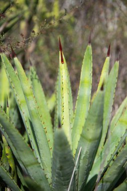Vahşi maguey jabali (Agave Convallis) Meksika 'daki Oaxaca Vadisi' ndeki mezcal üretimi için organik bir tarlada bitki yetiştirir..