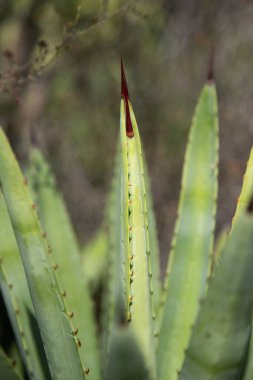 Vahşi maguey jabali (Agave Convallis) Meksika 'daki Oaxaca Vadisi' ndeki mezcal üretimi için organik bir tarlada bitki yetiştirir..
