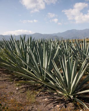 Meksika 'daki Oaxaca Vadisi' ndeki mezcal üretimi için organik bir tarlada vahşi maguey veya agave bitkileri..