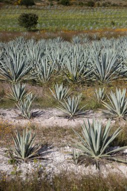 Meksika 'daki Oaxaca Vadisi' ndeki mezcal üretimi için organik bir tarlada vahşi maguey veya agave bitkileri..
