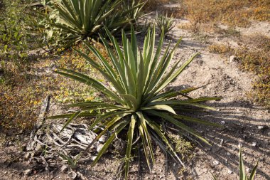Meksika 'daki Oaxaca Vadisi' ndeki mezcal üretimi için organik bir tarlada vahşi maguey veya agave bitkileri..