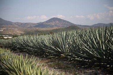 Meksika 'daki Oaxaca Vadisi' ndeki mezcal üretimi için organik bir tarlada vahşi maguey veya agave bitkileri..