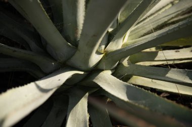 Meksika 'daki Oaxaca Vadisi' ndeki mezcal üretimi için organik bir tarlada vahşi maguey veya agave bitkileri..
