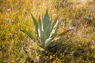 Meksika 'daki Oaxaca Vadisi' ndeki mezcal üretimi için organik bir tarlada vahşi maguey veya agave bitkileri..