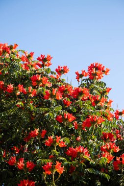 Afrika lale ağacı (Spatthodea campanulata). Meksika 'nın Oaxaca bölgesinde renkli çiçekler.