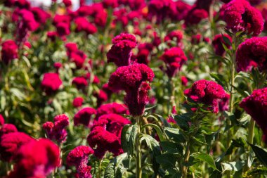 Meksika 'da Ölüm Günü boyunca Atlixco' da Flores de Terciopelo adı verilen mor Celosia argentea çiçekleri tarlası.