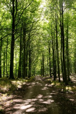 Güney Danimarka 'nın ormanları ve manzaraları boyunca kırsal döngü yolu