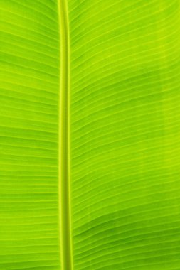 güzel yeşil muz yaprağı arka plan güneş dokusu deseni